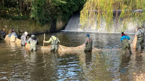 A catchment group, dressed in waterproof waders , stretching a net across a river, to conduct a fish lift or census, near a weir.