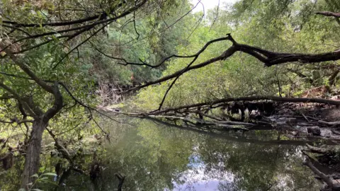 Trees and shrubs surround the river, some with branches extending into the water.