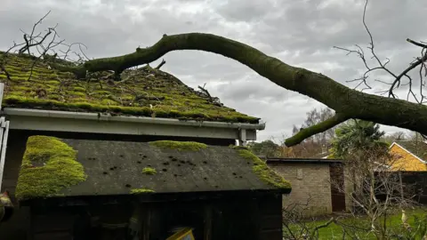 Suffolk Fire and Rescue Service A fallen tree sits on the roof of a bungalow. The roof is covered in tiles which have green moss on them. More parts of the tree can be seen scattered around on the roof