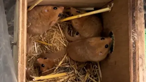 BBC / Fiona Irving The camera looks down on four hazel dormice in a wooden nest box. The dormice appear to be looking at the camera. The floor of the next box is covered in straw.