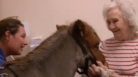 To the left of the photo is a young woman with brown hair.  She is the owner of miniature horse Mr Kelloggs.  He is in the centre of the picture and she is watching as he is introduced to care home resident Mary.  Mary is looking at the horse with a big smile on her face, she is holding his bridle and stroking him.  Mary is wearing a red and white striped top.