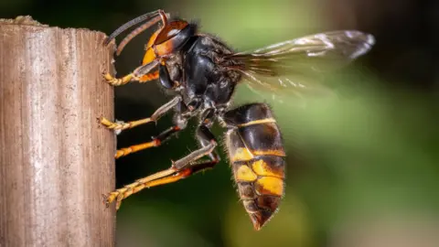 An Asian hornet on a piece of wood. Three quarters of its legs are bright yellow and it has a thin yellow band on its body and a thicker one near its sting. It has large oval shaped brown-red coloured eyes and a yellow face.
