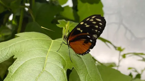 A brown and orange butterfly on a green leaf