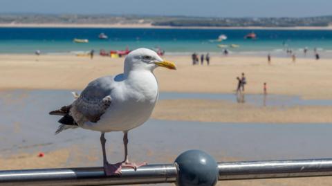 Seagull on barrier with a blurred beach scene in the background