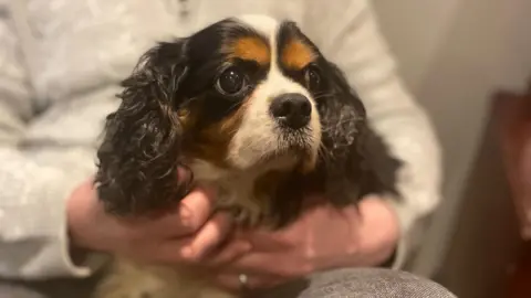 Nelly, a spaniel with dark brown curly ears and a white snout, sits on someone's lap. 