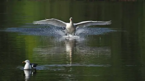swan in a pond