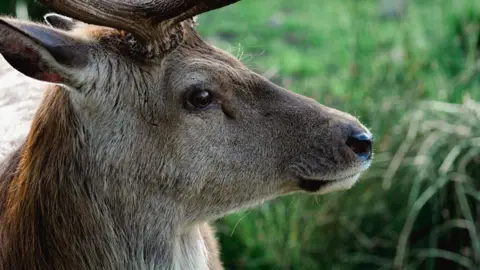 GSAB A profile picture of a deer looking off to the right with grass in the background