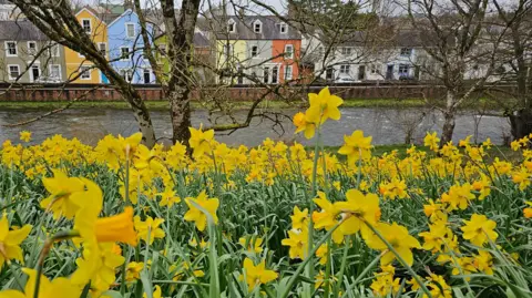 TREVOR Yellow daffodils standing on a river bank by the River Cocker in Cockermouth. On the other side of the river are a row of brightly-painted cottages.