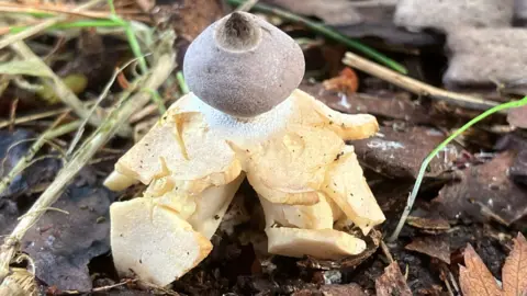 Jonathan Revett A rare type of fungi that looks vaguely human. 