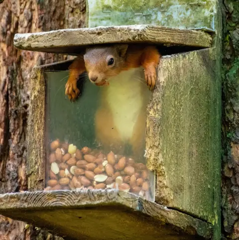 Malcolm Gillies Red squirrel peeking from a wooden nut feeder.