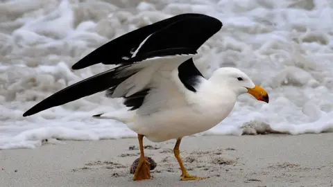 A black and white bird - a Pacific Gull - with its wings spread and standing on a sandy beach with whitewash in the background 