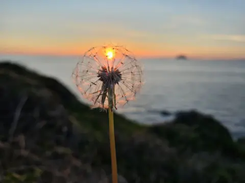 Jeff Hattie A dandelion held up to a sunset so the sun shines through, with the sea in the background
