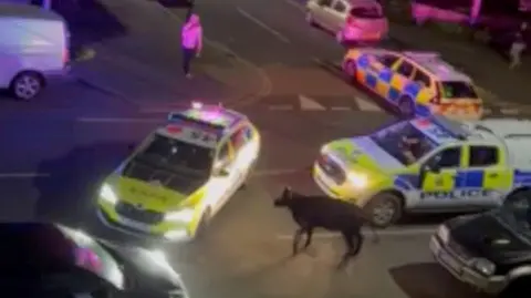 Amarit Kharaund Two police cars next to a cow in the road in Staines-upon-Thames