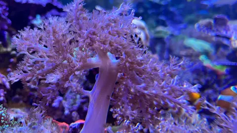 Purple feathered coral in a tank surrounded by fish
