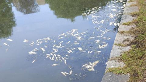 Dead fish in Lower Radnor Pond, Radnor Park, in Folkestone