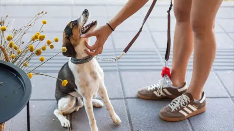 A woman pets her dog on pavement outdoors.