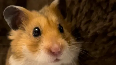 Chris Davies A small hamster, Popcorn, looks at the camera. He is orange and white, with round black eyes and a pink nose.