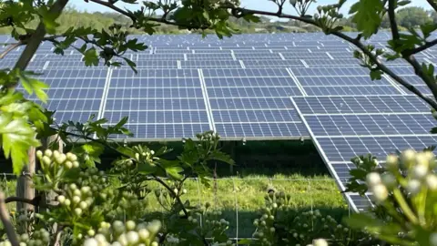 BBC A bank of solar panels viewed through a hedge