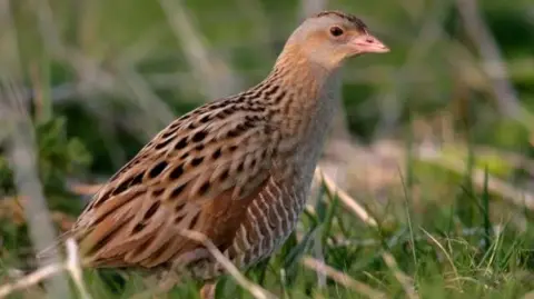 A brown bird with black and white markings on it sits among green grass. It has a small peach coloured beak and brown eyes. It is a medium size.