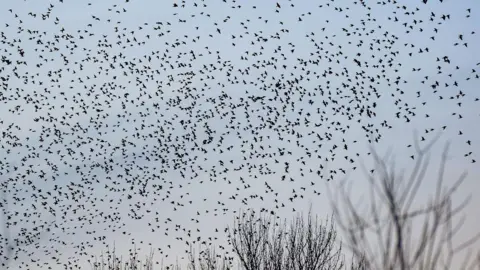 Isaac Savage Photography A murmuration of starlings - a large flock of birds - pictured against the skyline.