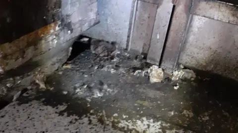 FSA Dead mouse in corner of fish shop