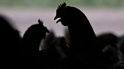 A black silhouette of a chicken among other chickens.