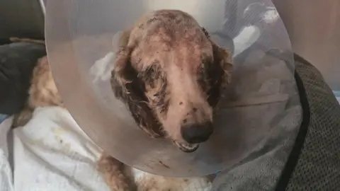 RSPCA A very poorly-looking light brown dog, with matted fur and a plastic cone around its neck. He is sitting on a dirty-looking grey cushion.