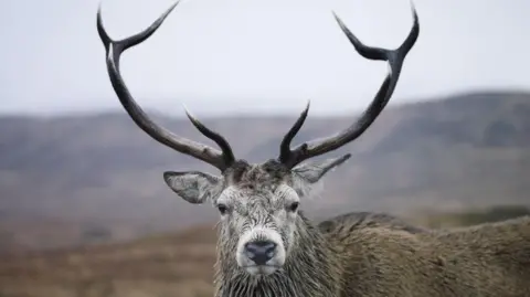 A red deer stag with large antlers looks straight into the camera.