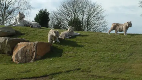 West Midlands Safari Park Ben with siblings on a hill