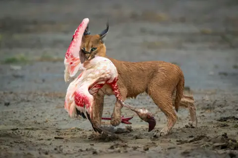 Dennis Stogsdill Caracal gripping a bloody flamingo mid-hunt on a sandy lakeshore.