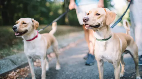 Two pale Labrador-type dogs are held on leads by people behind them, we can only see the legs of the dog walkers and the dogs are looking off camera in to the distance.