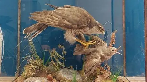 A stuffed goshawk attacking a thrush. They are mounted in a glass display case. Both birds are predominantly brown.