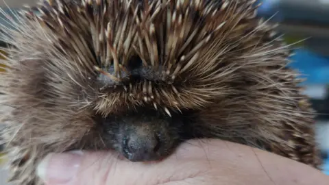 Heather Johnson Close up of Drainy with some quills missing