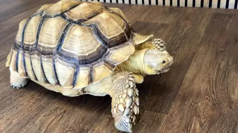 BBC African sulcata tortoise named Mr Miyagi