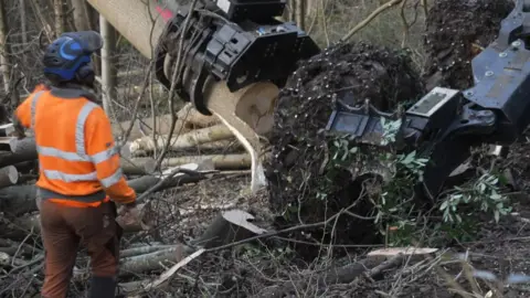 A worker in an orange high-viz jacket and protective headgear stands near a tree being cut down by a large machine.