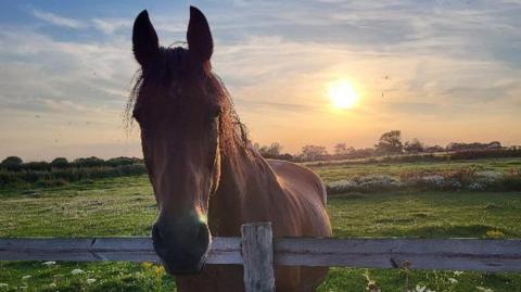 A large brown horse stares straight at the camera with his head just dipping over a wooden fence with a green field in the background and a setting sun.