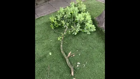 Dean Tyrrell A sawed off tree branch on the ground.