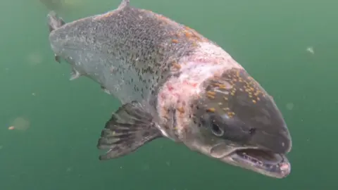 A salmon swims close to the camera. It allegedly appears to have sea lice on its head and body.