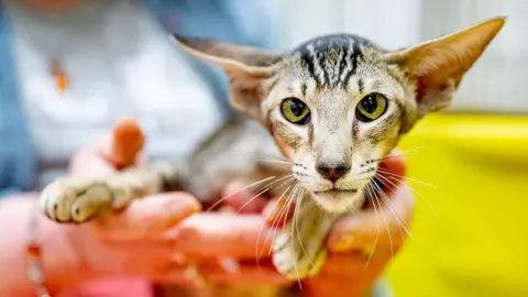 A pedigree cat is presented to the camera by its owner, it has tabby fur, green eyes and distinctive large, pointy ears.