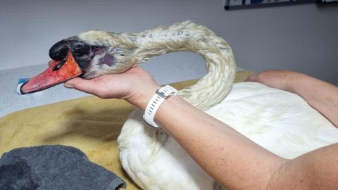 Injured swan being held by a person