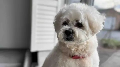 Kaela Rigg Kaela's small white dog.