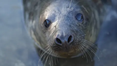 A grey seal, now without his white furry coat, is looking directly up at the camera. His nostrils are flared and his white whiskers are dripping water droplets. His eyes are large and completely black.