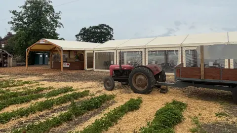 Scalby Grange A tractor with a trailer attached parked on a field lined with strawberry plants. There is a large tent behind. The sky is overcast.