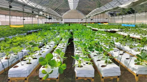 Berry Fresh Agrotech A large polyhouse with multiple rows of strawberry plants growing on raised beds.