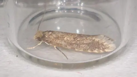 Hampshire and Isle of Wight Wildlife Trust The Haplotinea insectella moth has pale yellowish-brown forewings with a subtle dusting of darker scales that shimmer in light. 