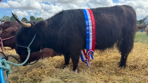 Dale Baxter / BBC A large black cow stands on some hay with a red, white and blue ribbon and rosette tied around his middle