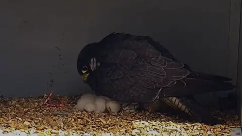 Hawk and Owl Trust Peregrine falcon, with deep brown plumage, tends to two tiny white chicks beneath