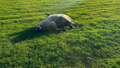 A dying ewe is laid on its side as its lamb sits by its side. The white sheep is laid on a hill in a green grassy field.