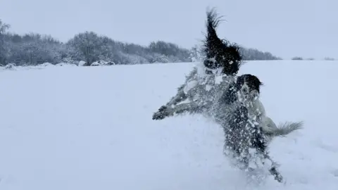 BBC Weather Watchers/Shelly Marie Two border collies prance through a snowy field