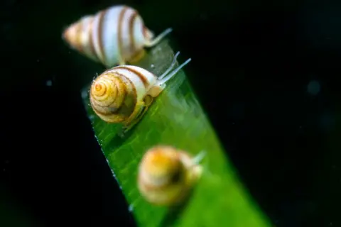  Lacuna vincta

